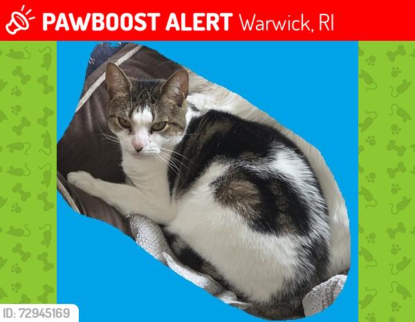 Lost Female Cat last seen Kilvert & Imera behind Wendy's, Warwick, RI 02886