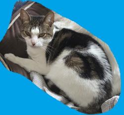Lost Female Cat last seen Kilvert & Imera behind Wendy's, Warwick, RI 02886
