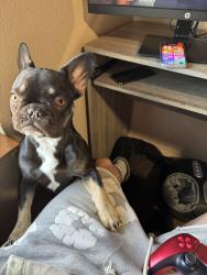 Lost Female Dog last seen Northern an unser, Rio Rancho, NM 87124