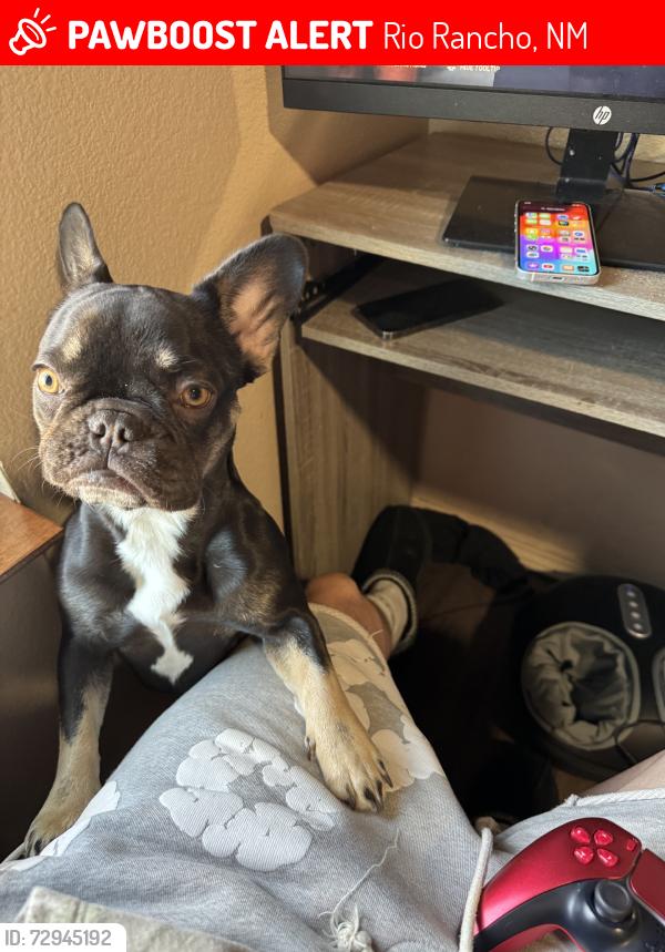 Lost Female Dog last seen Northern an unser, Rio Rancho, NM 87124