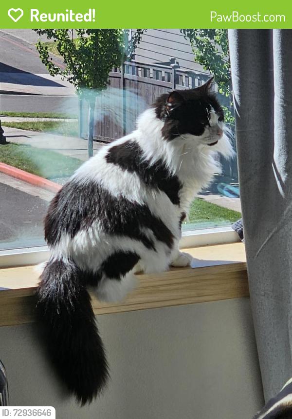 Reunited Male Cat last seen Jones Dr & Sydney Ave, Port Orchard, WA 98366