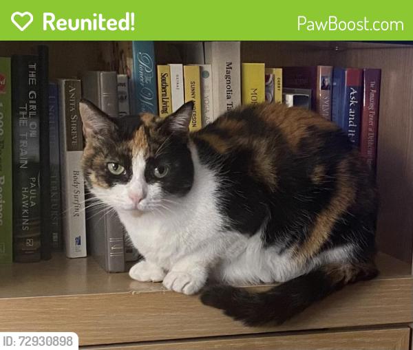Reunited Female Cat last seen Beach Rd in Grandview, Hampton, VA 23664