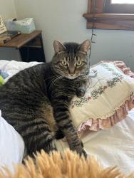 Reunited Male Cat last seen Grant st and 83rd st/82nd st , West Allis, WI 53219
