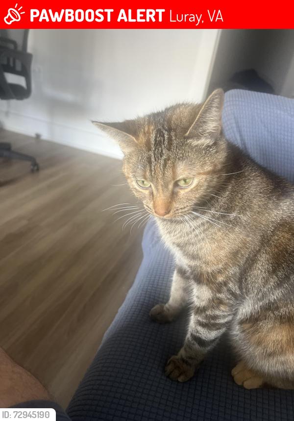 Lost Female Cat last seen S Page Valley rd & forest rd , Luray, VA 22835