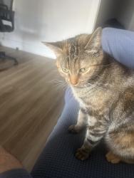 Lost Female Cat last seen S Page Valley rd & forest rd , Luray, VA 22835