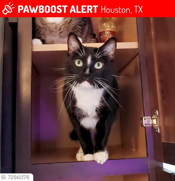 Lost Male Cat last seen Twin hills  / valley hills, Houston, TX 77071