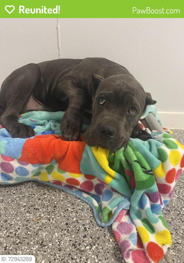 Reunited Male Dog last seen Boston mills road , Northfield, OH 44067