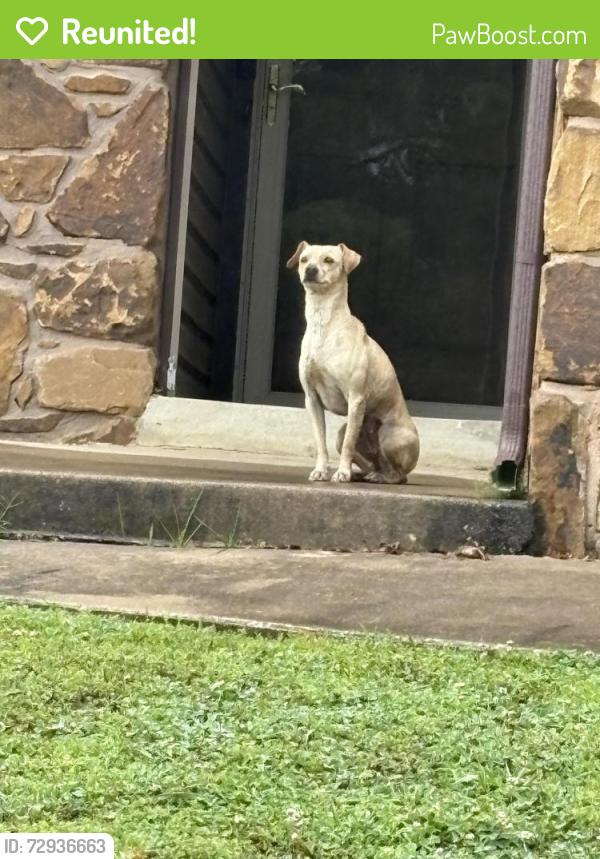 Reunited Male Dog last seen 91st and Sheridan , Tulsa, OK 74133