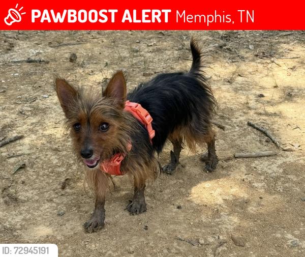Lost Female Dog last seen Near Balmoral Ridgeway Elementary School, Memphis, TN 38119