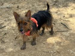 Lost Female Dog last seen Near Balmoral Ridgeway Elementary School, Memphis, TN 38119