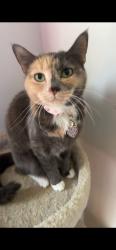 Reunited Female Cat last seen Old Richmond Elementary School, Tobaccoville, NC 27050