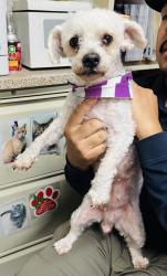 Reunited Female Dog last seen East 5th St Clifton , Clifton, NJ 07011