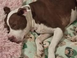 Reunited Female Dog last seen Fore and Virginia Ave near juancitos car lot, Cleveland, TN 37311