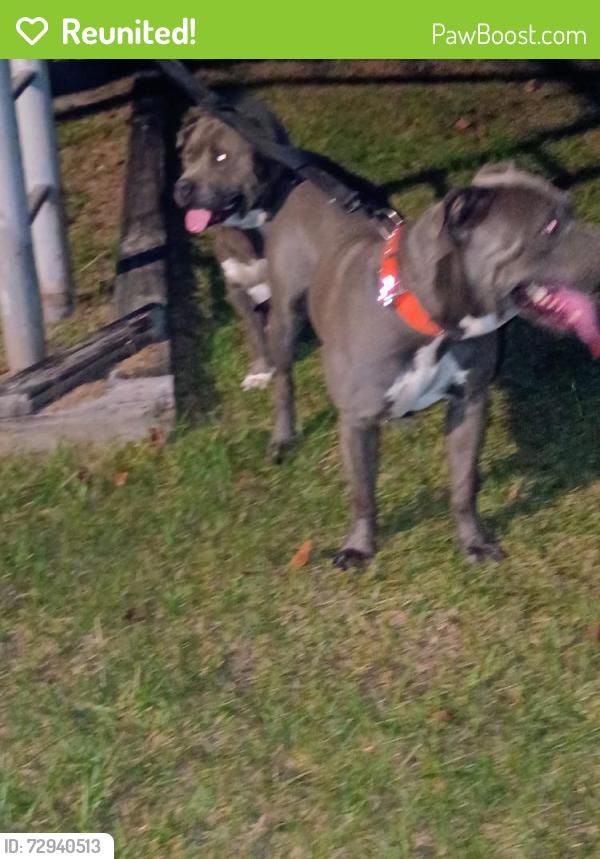 Reunited Male Dog last seen Airport and Oakridge west, Mobile County, AL 36608