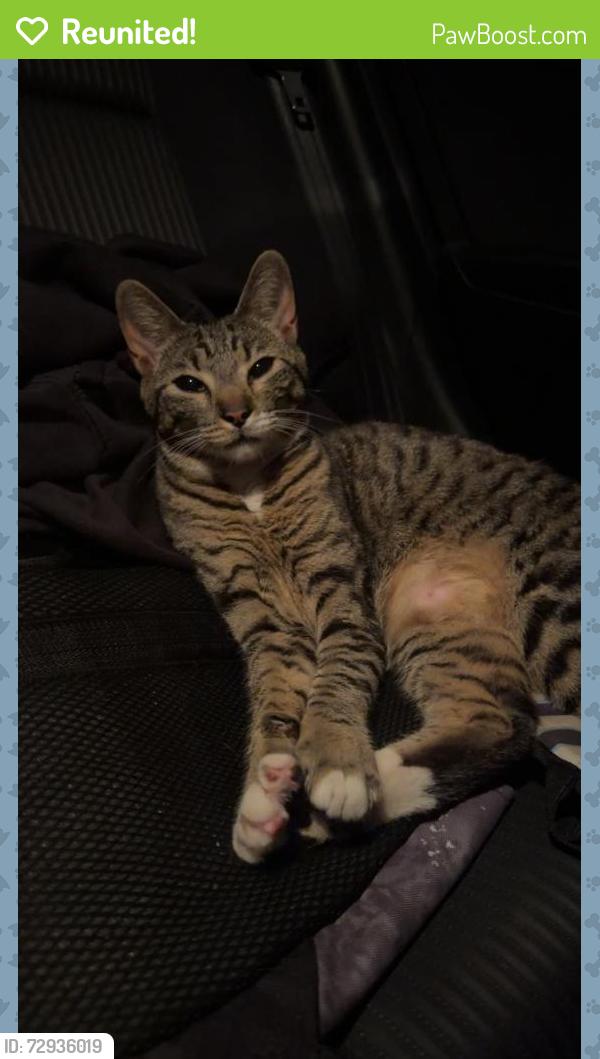 Reunited Female Cat last seen Anita ave and glenn, Wichita, KS 67217