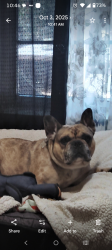 Lost Male Dog last seen Shadowbrook homes/getwell& knight arnold, Memphis, TN 38118