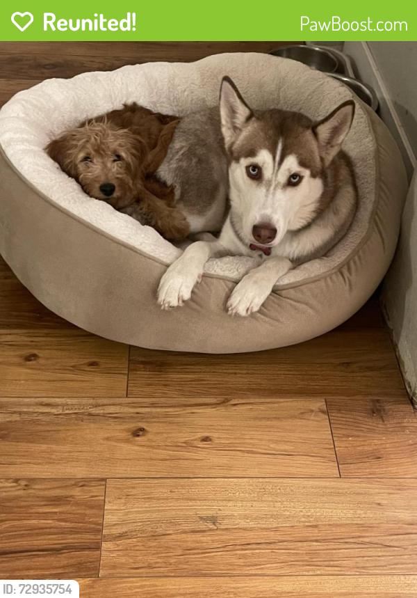 Reunited Female Dog last seen E Charleston Blvd & S Hollywood Blvd, Sunrise Manor, NV 89110, USA, Sunrise Manor, NV 89110