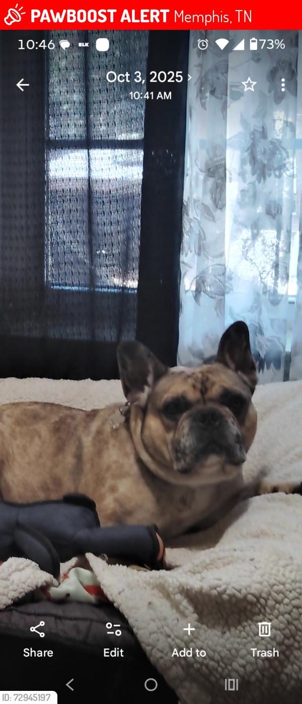 Lost Male Dog last seen Shadowbrook homes/getwell& knight arnold, Memphis, TN 38118