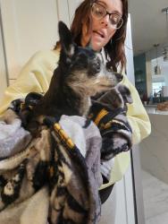 Reunited Female Dog last seen Carter Road off Wildwood Drive, St. Johns County, FL 32086