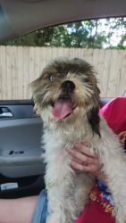 Found/Stray Female Dog last seen New Warrington and Jackson St., Pensacola, FL 32506