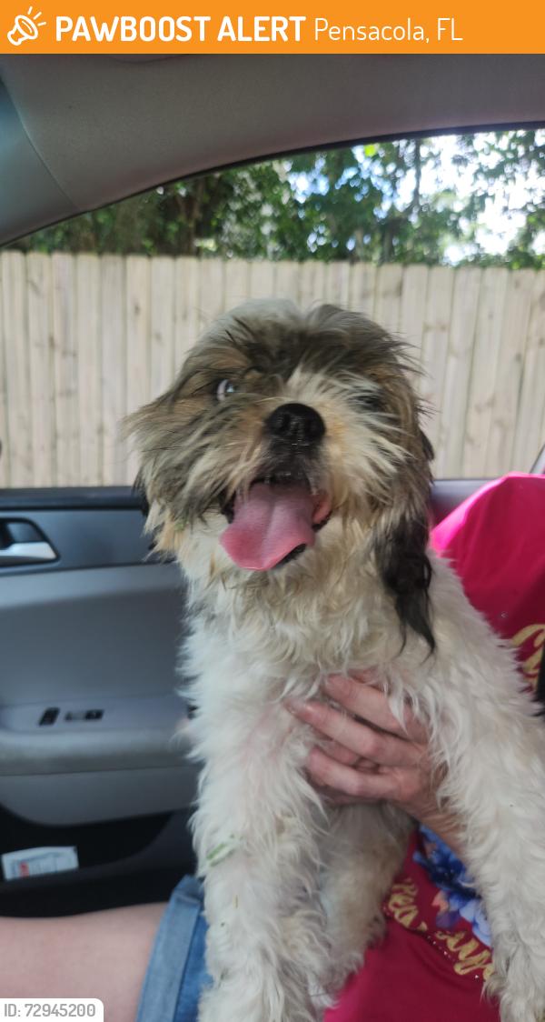 Found/Stray Female Dog last seen New Warrington and Jackson St., Pensacola, FL 32506