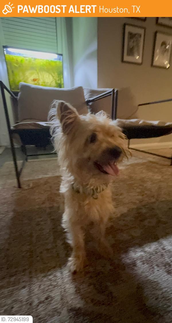 Found/Stray Male Dog last seen Sovereign heights ln , Houston, TX 77073