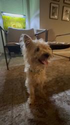 Found/Stray Male Dog last seen Sovereign heights ln , Houston, TX 77073