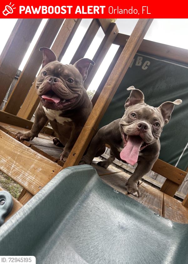Lost Unknown Dog last seen last seen in the regency park community, Orlando, FL 32826