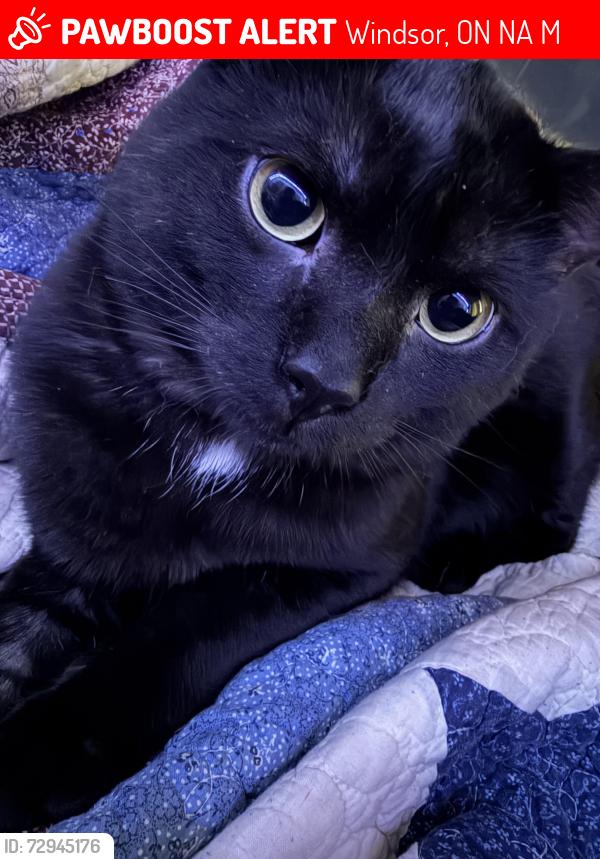Found/Stray Male Cat last seen YMCA Windsor Residence, Windsor, ON N9A 1M2