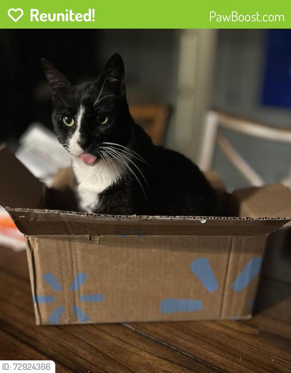 Reunited Male Cat last seen Sycamore and Johnson Road, Springdale, AR 72762