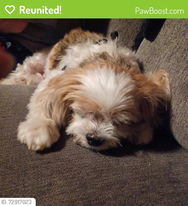 Reunited Male Dog last seen 99th & Leavenworth Road Kansas City, Kansas , Kansas City, KS 66109