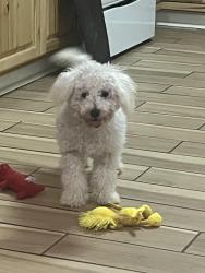 Reunited Male Dog last seen Near NC-55 Coats, NC  27521 United States, Coats, NC 27521