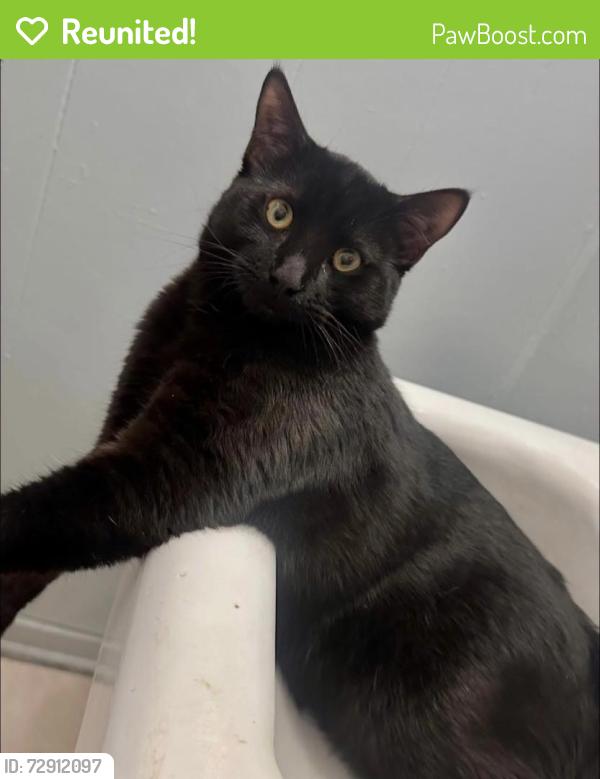 Reunited Male Cat last seen E 95th St & Compton Ave Los Angeles, CA  90002 United States, Compton, CA 90220