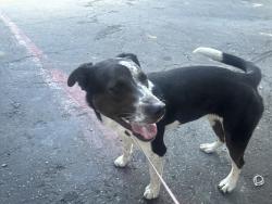 Found/Stray Female Dog last seen Near kingsley san Antonio ave Pomona ca USA, Pomona, CA 91767