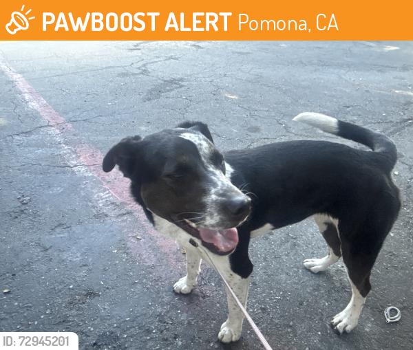 Found/Stray Female Dog last seen Near kingsley san Antonio ave Pomona ca USA, Pomona, CA 91767