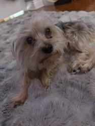 Reunited Male Dog last seen Laramie Ave and Fletcher St , Chicago, IL 60641