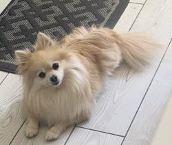Reunited Female Dog last seen 44th street, Sacramento, CA 95824
