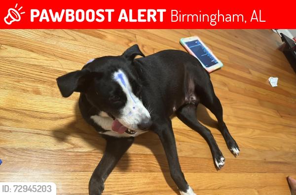 Lost Female Dog last seen Etowah st Birmingham Al, Birmingham, AL 35217