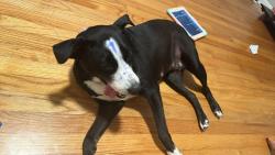Lost Female Dog last seen Etowah st Birmingham Al, Birmingham, AL 35217