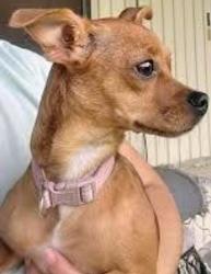 Lost Female Dog last seen Vine St and Dayton st, Wichita, KS 67213