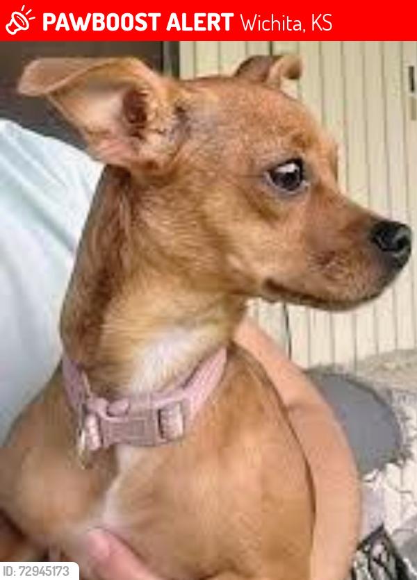 Lost Female Dog last seen Vine St and Dayton st, Wichita, KS 67213