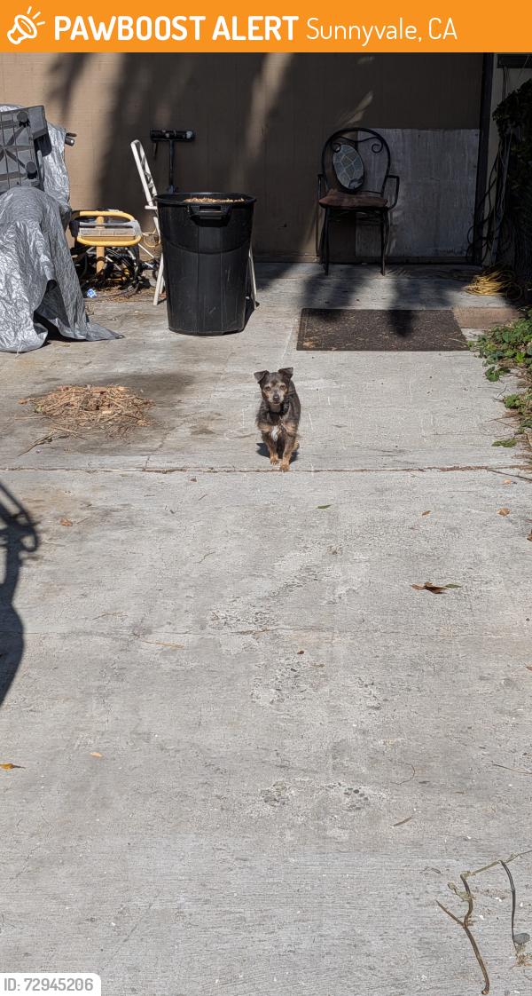 Found/Stray Unknown Dog last seen Amador x San Ramon and Amador x San Pablo, Sunnyvale, CA 94085