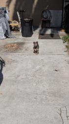 Found/Stray Unknown Dog last seen Amador x San Ramon and Amador x San Pablo, Sunnyvale, CA 94085