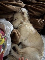 Reunited Male Dog last seen vista, Vista, CA 92083
