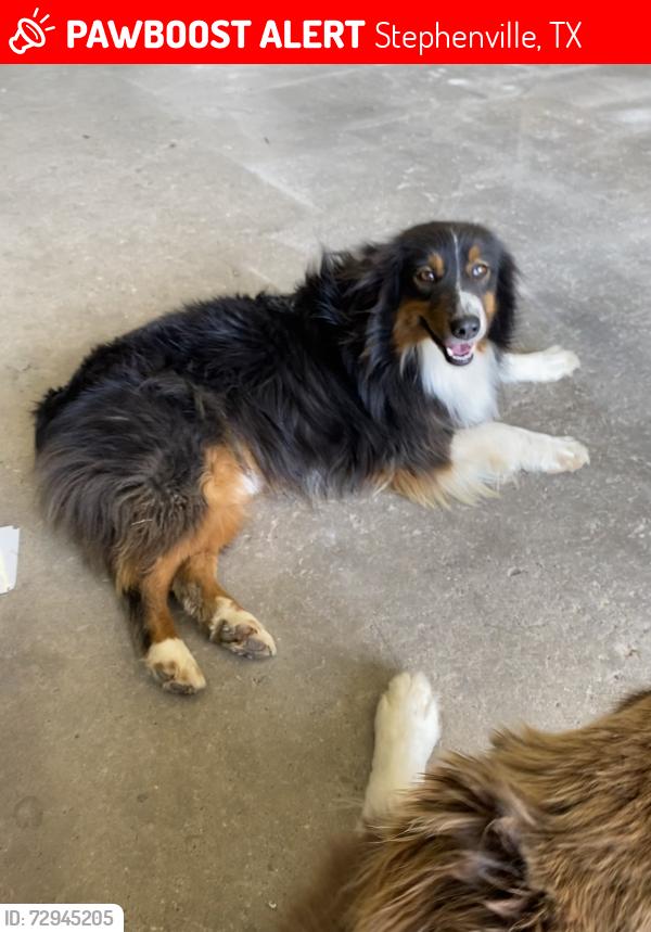 Lost Male Dog last seen Near S Hwy 281, Stephenville, Tx, Stephenville, TX 76401