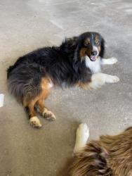 Lost Male Dog last seen Near S Hwy 281, Stephenville, Tx, Stephenville, TX 76401