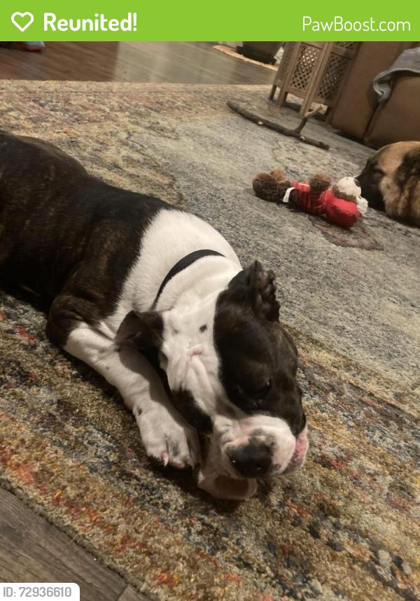Reunited Male Dog last seen Near in and out, San Diego, CA 92120