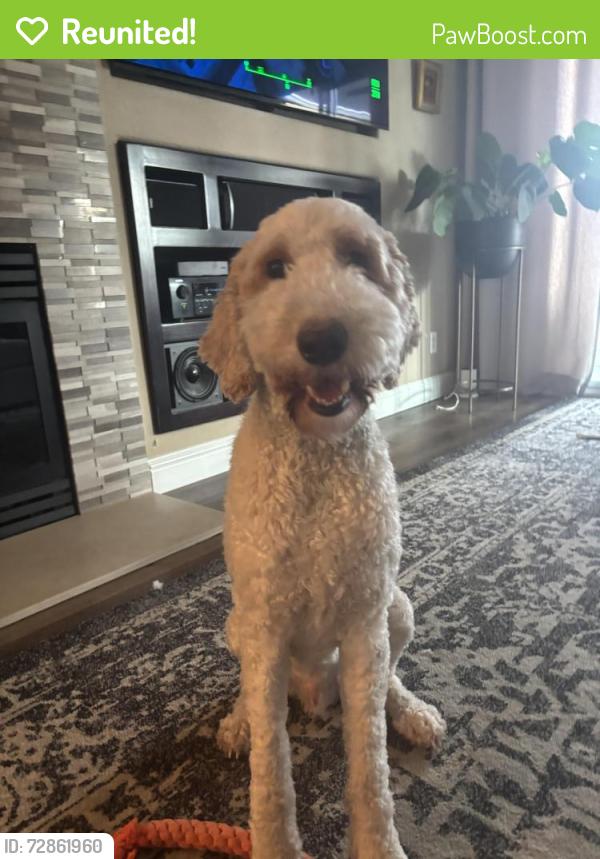 Reunited Male Dog last seen Seen jumping fences near Paddington Court around 9pm, Roseville, CA 95678