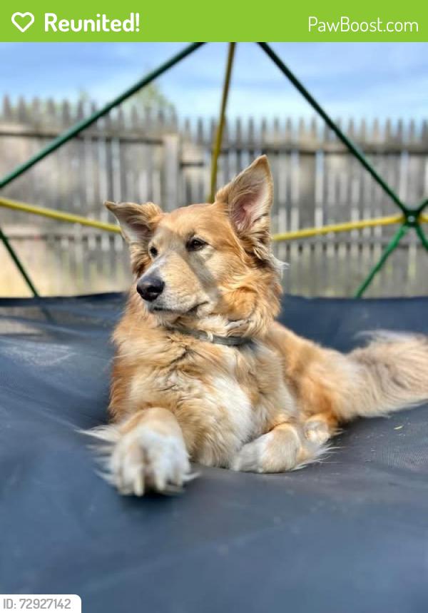 Reunited Female Dog last seen Pine street, captains bar, Harvey’s lake , Harveys Lake, PA 18618