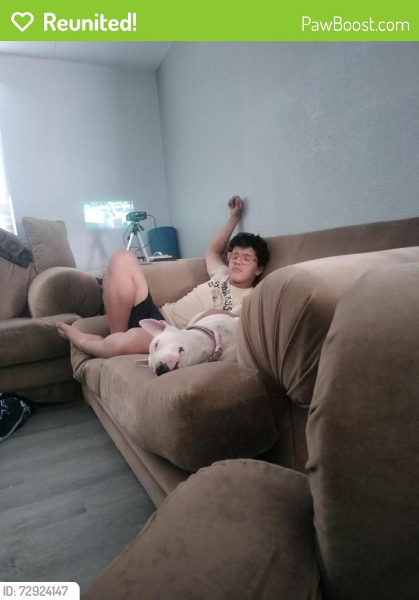 Reunited Female Dog last seen Downtown area/ St Genevieve Church, Las Cruces, NM 88001